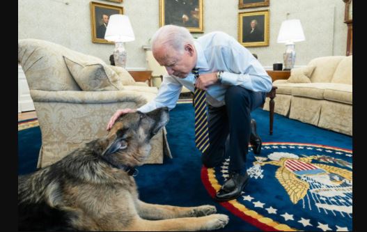 dog-champ