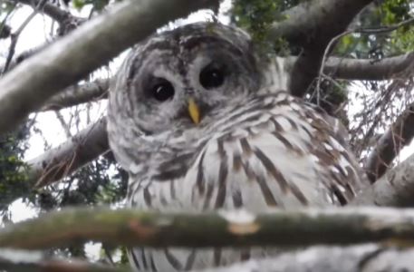 barry-the-barred-owl