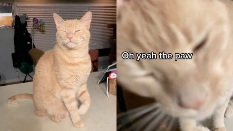 cat-fakes-limp-for-sympathy