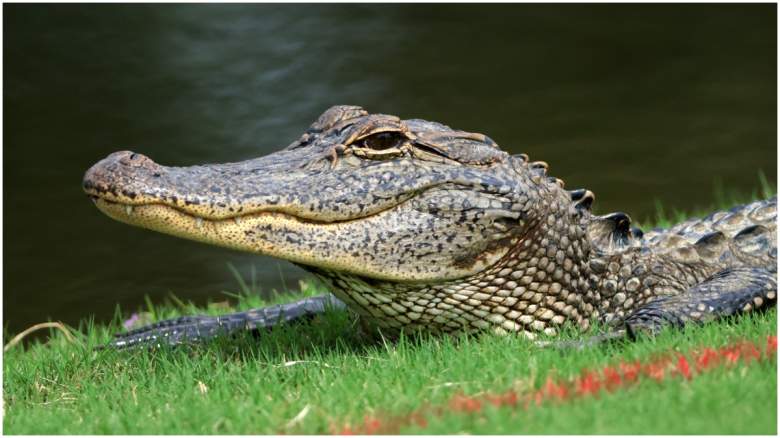 alligator-eating-another-alligator