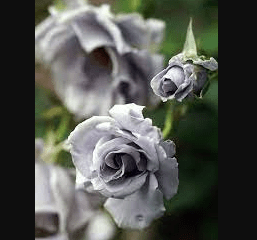 grey-rose
