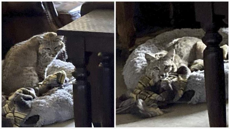 Arizona Bobcat in Dog Bed Photos Go Viral