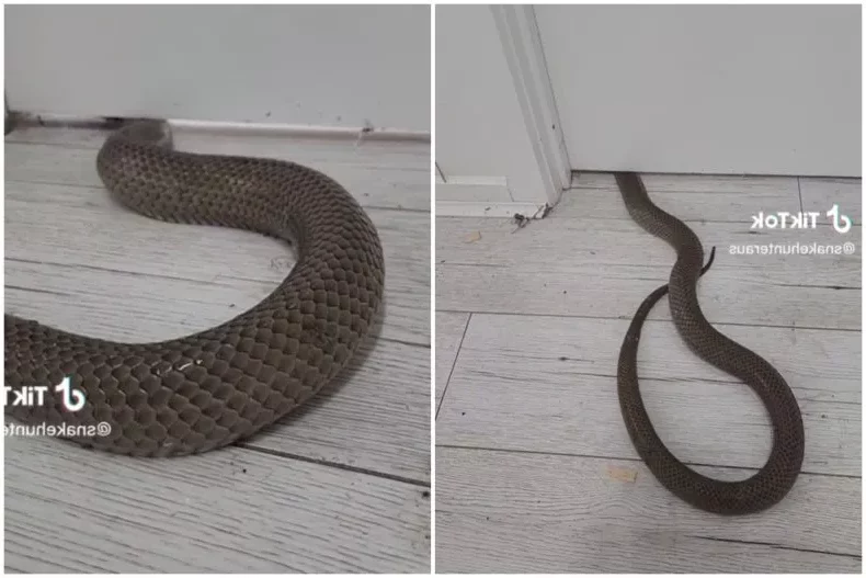 Shocking Video Shows How Deadly Snake Flattens Itself to Sneak Into Home