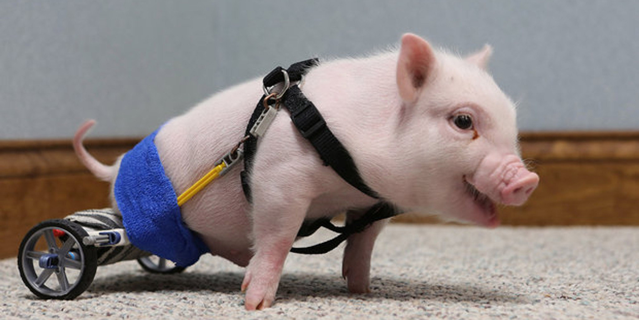 Who is Chris P Bacon? Famous Pig Story, Facts, Owner, Wiki