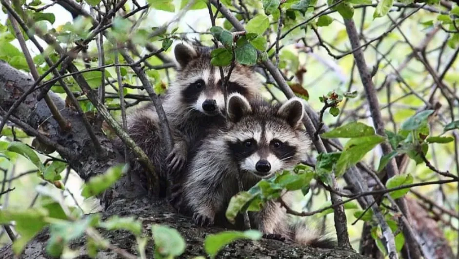 Raccoon Removal in Sport Arenas Effective Strategies for Safe and Efficient Wildlife Control