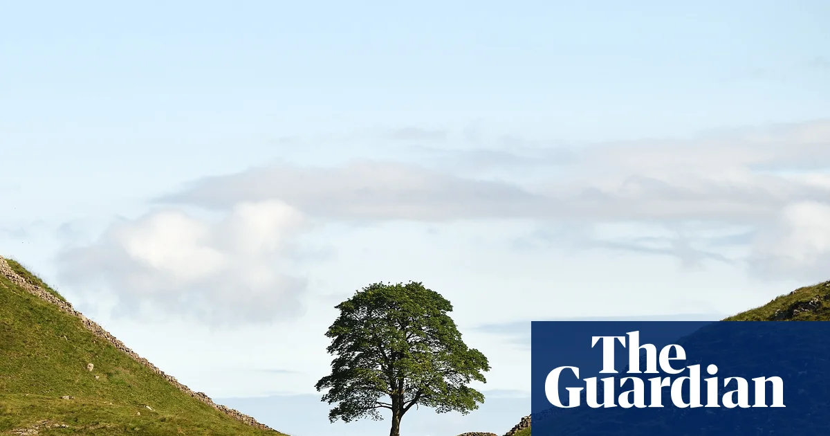Sycamore Gap tree sapling stolen from castle grounds months after planting | Conservation