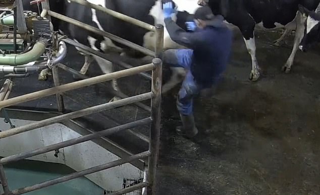 Workers at Albyns Farm, near Loughton in Essex, have been accused of multiple breaches of animal welfare rules