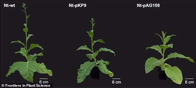 Scientists from Imperial College London have come up with a way to cultivate muscle protein within lettuce and tobacco (pictured) plants