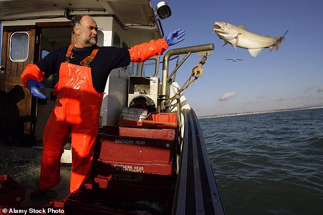 In some parts of the UK, trawlers are chucking back six times as much fish as they bring ashore - despite the practice having been banned under EU law in 2013. Pictured: A fisherman throws cod caught in the English Channel