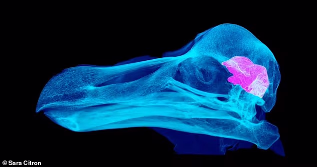 A CT scan of a dodo skull, with the brain visible in pink. Scientists found the region linked to higher thinking was exactly the size expected for a pigeon of the dodo's body size